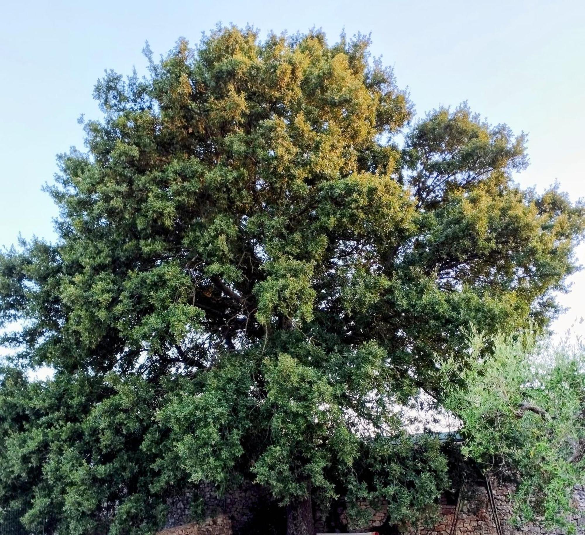 Trulli La Quercia Del Nonno Villa Locorotondo Dış mekan fotoğraf